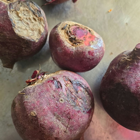 Organic Beetroot - 甜菜根 - ビートの根