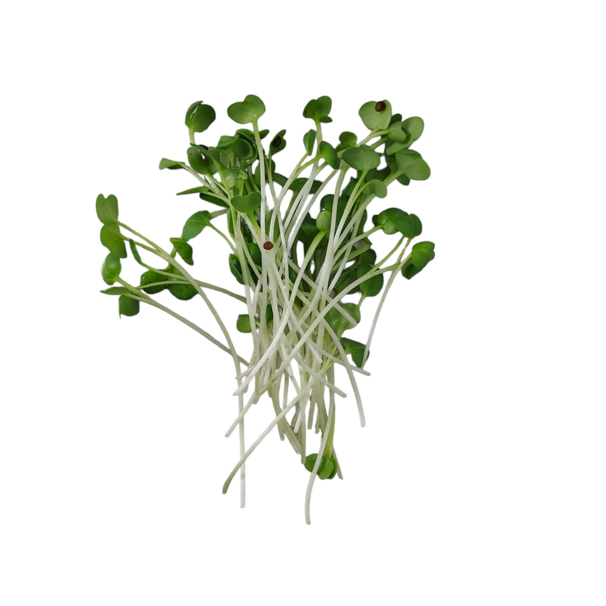 White Radish Sprouts 100g Quan fa Organic Farm