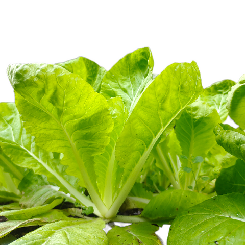 Organic Vegetable Local Leafy Cabbage