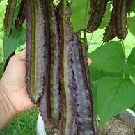 Organic Vegetable Four Angled Bean
