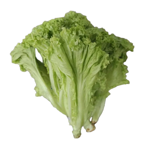 Quanfa Organic Leafy Vegetables Green Coral Lettuce