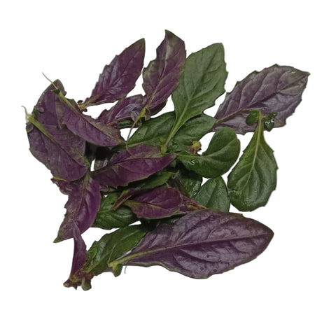 Fresh Leaves Of Organic Okinawa Purple Baby Spinach