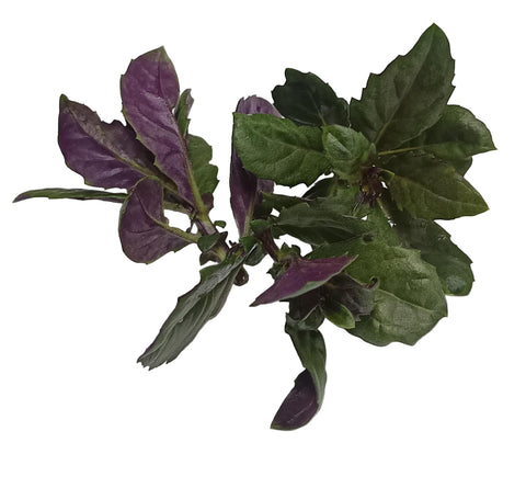 Fresh Leaves Of Organic Okinawan Baby Spinach On White Background