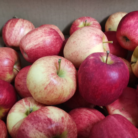 Organic Fruit Red Apple Gala