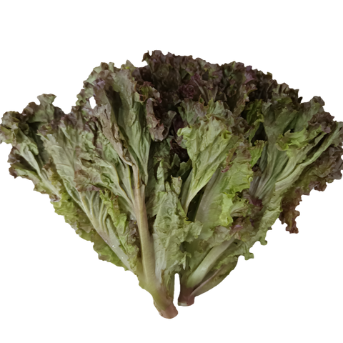 Quanfa Organic Leafy Vegetables Green Coral Lettuce