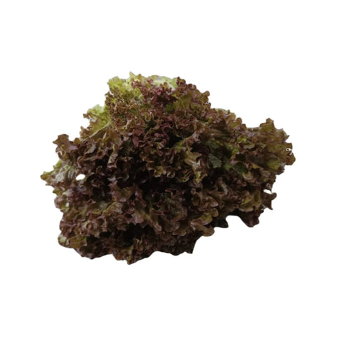 Quanfa Organic Leafy Vegetables Green Coral Lettuce