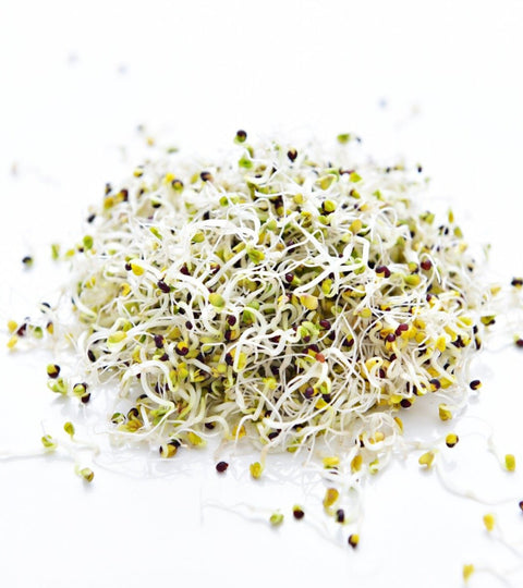 Organic Vegetable Broccoli Sprouts