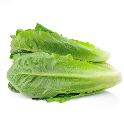 Quanfa Organic Leafy Vegetables Romaine Lettuce