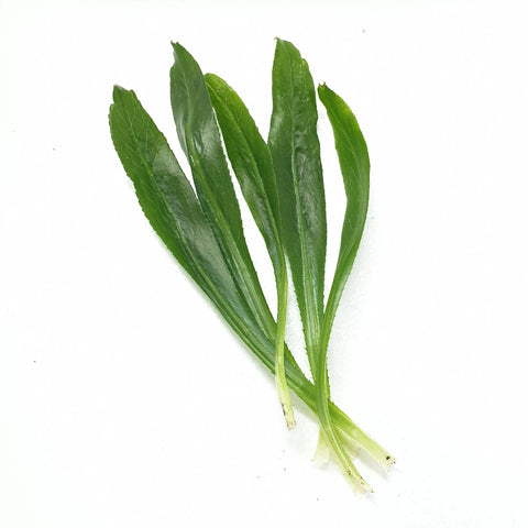 Organic Saw Tooth Coriander