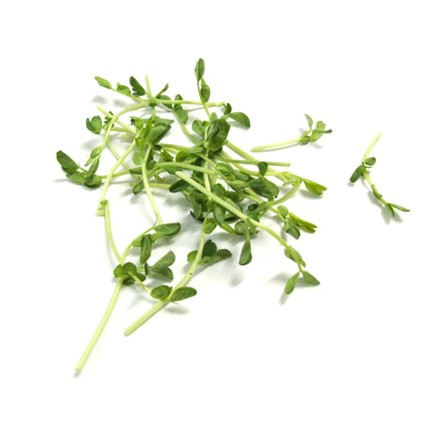 Organic Vegetables Snow Pea Sprouts