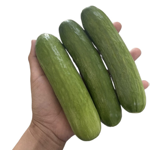 Quanfa Organic Hardy Vegetables Japanese Cucumber