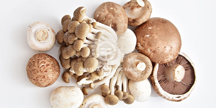 Mushroom - 菇 - キノコ