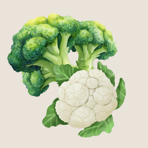 Western Vegetables • 西式蔬菜