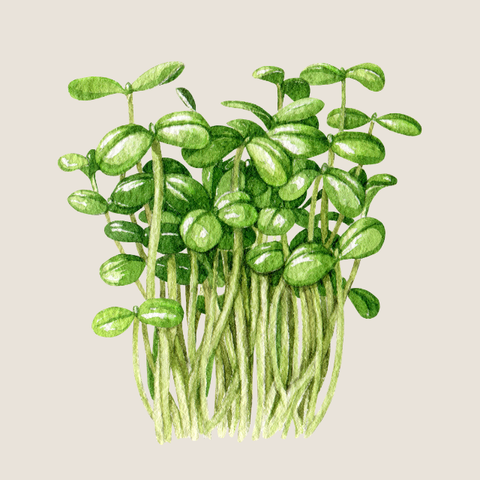 Organic Sprouts and Micro Greens • 有机菜苗