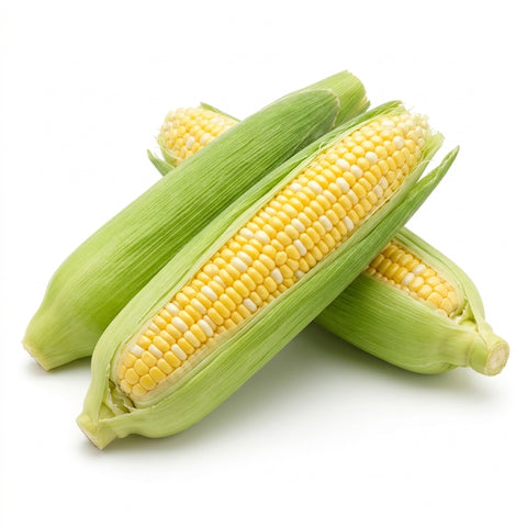 Organic Sweet Corn - 甜玉米 - とうもろこし