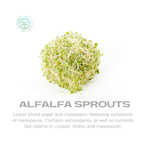Organic Alfalfa Sprouts