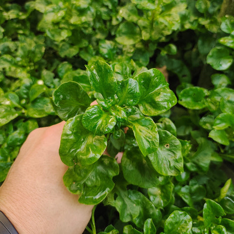 Organic Vegetable Brazil Spinach