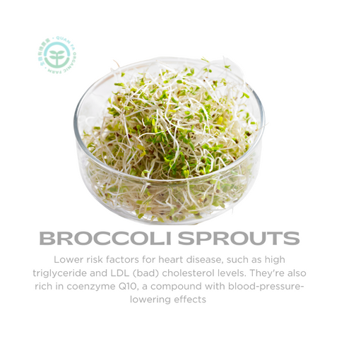 Organic Vegetable Broccoli Sprouts 