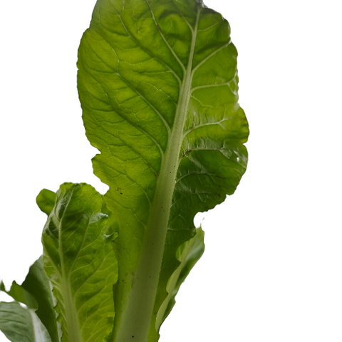 Organic Vegetable Local Leafy Cabbage