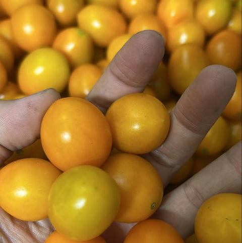 Quanfa Organic Imported Vegetables Cherry Tomato
