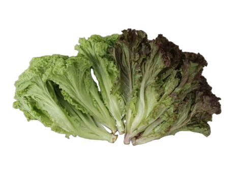 Quanfa Organic Leafy Vegetables Green Coral Lettuce