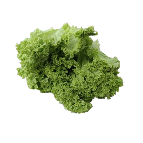 Quanfa Organic Leafy Vegetables Green Coral Lettuce