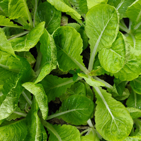 Oragnic Vegetable Local Leafy Cabbage