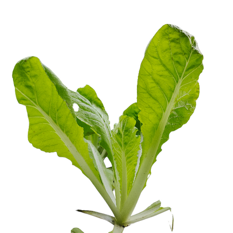 Organic Vegetable Local Leafy Cabbage