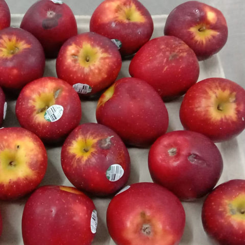 Organic Fruit Red Apple Sorted Blemish Ugly