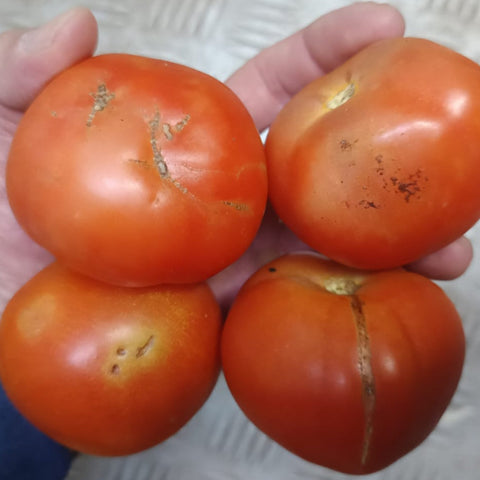 Organic Vegetables Tomato