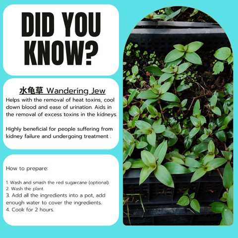 Organic Wandering Jew