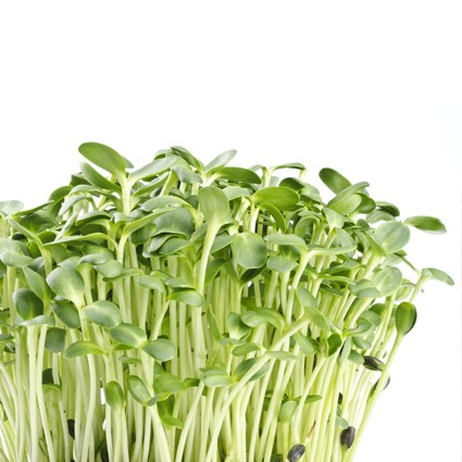 Quanfa Organic Sprouts Vegetables Sunflower Sprouts