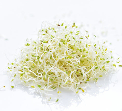 Organic Vegetable Alfalfa Sprouts