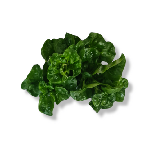 Organic Vegetable Brazil Spinach