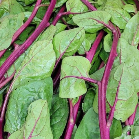 Organic Vegetable Emperor Sprout Leafy