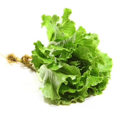 Quanfa Organic Leafy Vegetables Local Lettuce