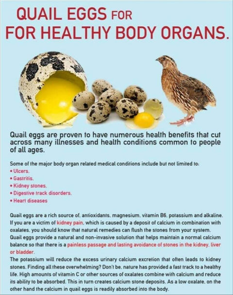 Organic Local Quail Egg