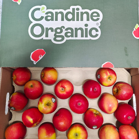Organic Fruit Red Apple Candine