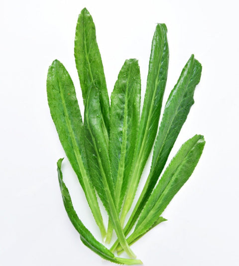Organic Saw Tooth Coriander