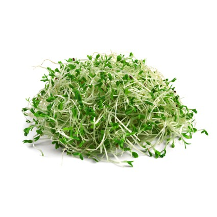 Organic Vegetables Alfalfa Sprouts