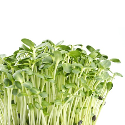 Organic Vegetables Sunflower Sprout Sprouts