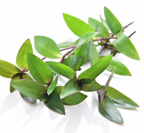 Organic Wandering Jew